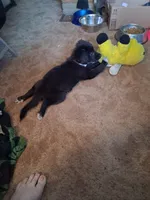 Puppy, a female Jack Russell Terrier and Pomeranian for sale in Fostoria, OH – Photo 3 of 4