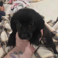 Puppy, a female Jack Russell Terrier and Pomeranian for sale in Fostoria, OH – Photo 4 of 4