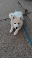 Ghost, a male Samoyed for sale in Nashua, NH – 3 of 5