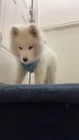 Ghost, a male Samoyed for sale in Nashua, NH – 2 of 5