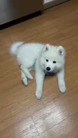 Ghost, a male Samoyed for sale in Nashua, NH – 4 of 5