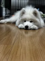 Ghost, a male Samoyed for sale in Nashua, NH – 1 of 5