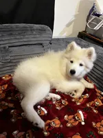 Ghost, a male Samoyed for sale in Nashua, NH – 5 of 5