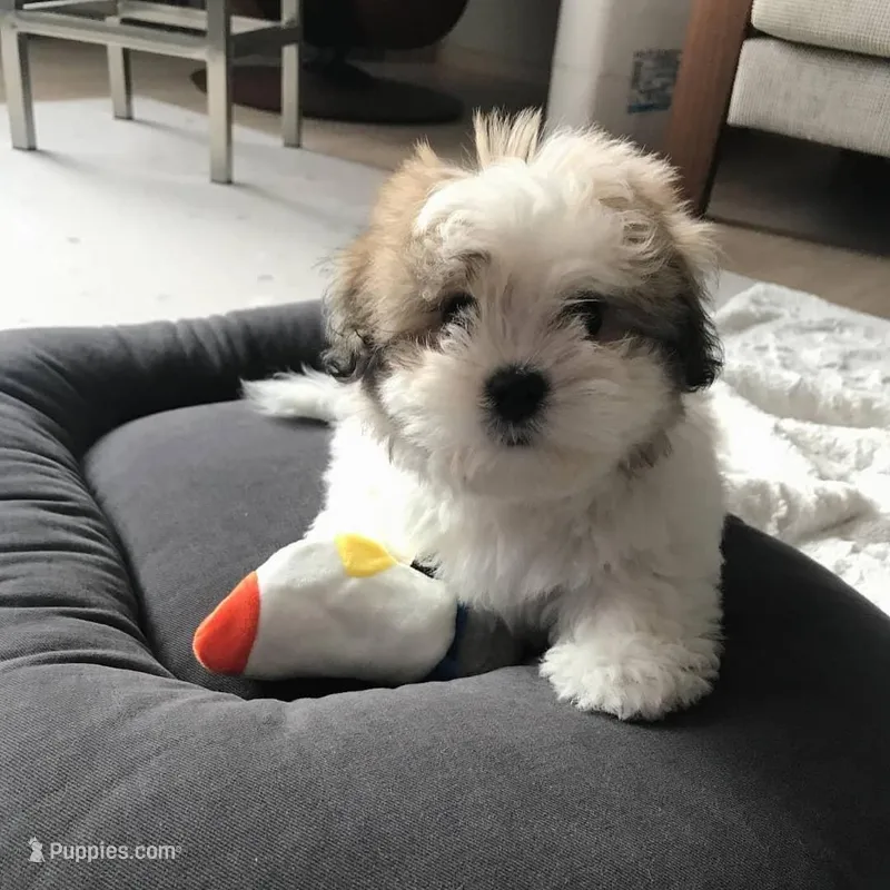 Roy – Shih Tzu puppy for sale in Bronxville, NY