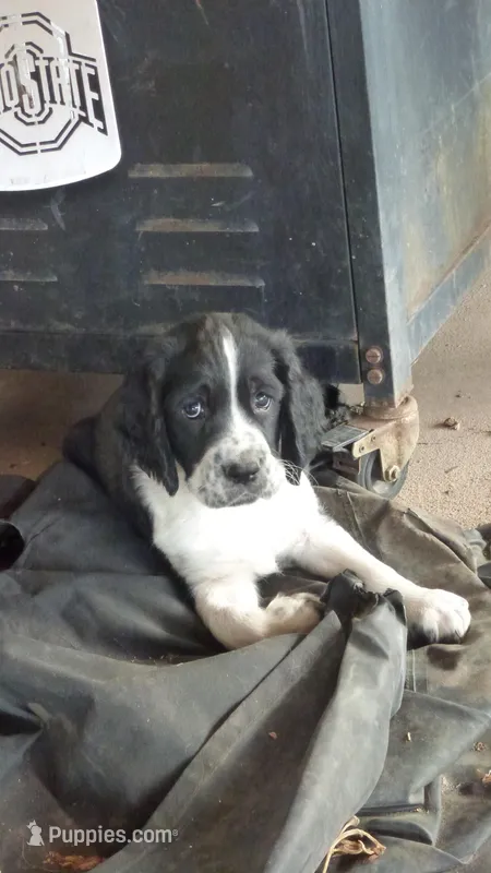 Brutus, a male English Springer Spaniel for sale in Alamogordo, NM – Photo 1 of 3