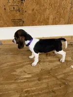 Lilac, a female Beagle for sale in Benton, IL – 8 of 10
