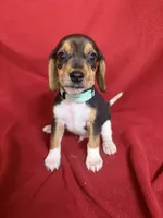 Telly, a male Beagle for sale in Benton, IL – 3 of 10