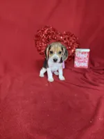 processed/8bb43e88-c990-4853-a59b-1caa7aa1e413/listing/0248fe05-8799-4865-b642-b58652b215c7/43f62b41-bae0-4b34-a09e-328770fd0208