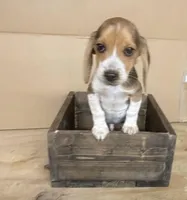 Princess, a female Beagle for sale in Benton, IL – Photo 2 of 9