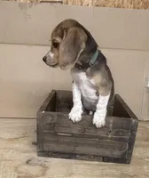 Princess, a female Beagle for sale in Benton, IL – Photo 1 of 9