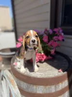 Brix, a male Beagle for sale in Benton, IL – 6 of 10