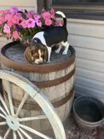 Lilac, a female Beagle for sale in Benton, IL – 10 of 10