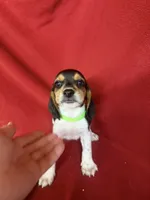 Gunner, a male Beagle for sale in Benton, IL – 10 of 10