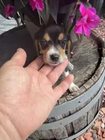 Nala, a female Beagle for sale in Benton, IL – 4 of 5