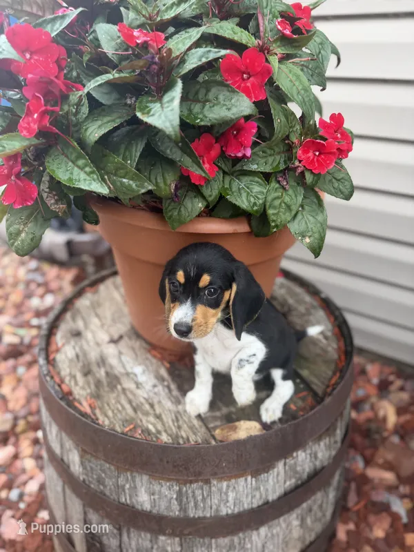 Kane – Beagle puppy for sale in Benton, IL