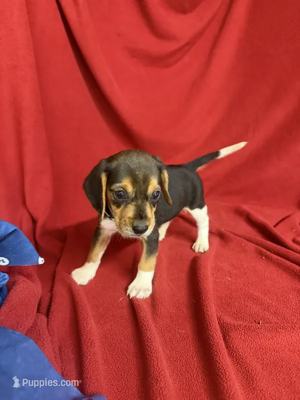 Telly – Beagle puppy for sale in Benton, IL