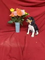 Kane, a male Beagle for sale in Benton, IL – 2 of 9