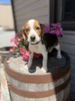 Gorki, a male Beagle for sale in Benton, IL – 3 of 10