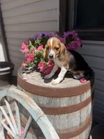 Brix, a male Beagle for sale in Benton, IL – 4 of 10