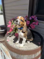 Brix, a male Beagle for sale in Benton, IL – 1 of 10
