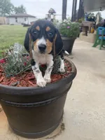 Kane, a male Beagle for sale in Benton, IL – 6 of 9