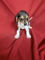 Gillian, a male Beagle for sale in Benton, IL – 9 of 10