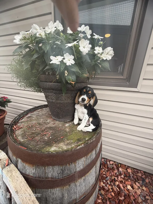 Quinn – Beagle puppy for sale in Benton, IL