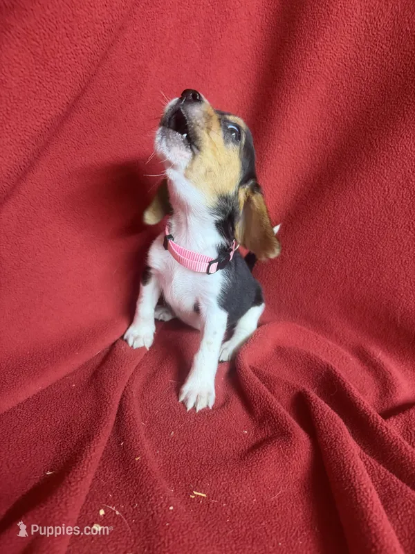 Pixie – Beagle puppy for sale in Benton, IL