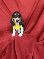 Quinn, a male Beagle for sale in Benton, IL – 8 of 10