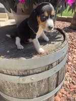 Nala, a female Beagle for sale in Benton, IL – 3 of 5