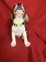 Gunner, a male Beagle for sale in Benton, IL – 7 of 10