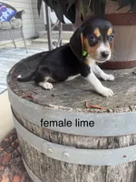 Nala, a female Beagle for sale in Benton, IL – 2 of 5