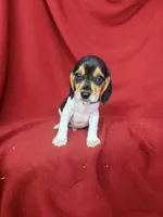 Gunner, a male Beagle for sale in Benton, IL – 4 of 10