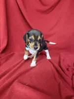 Telly, a male Beagle for sale in Benton, IL – 7 of 10