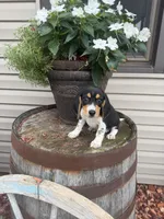 Kane, a male Beagle for sale in Benton, IL – 9 of 9