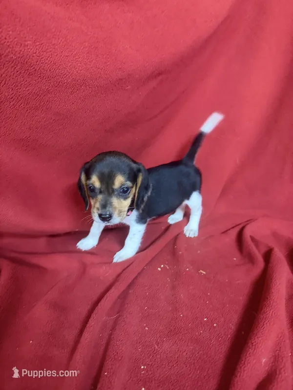 Pixie – Beagle puppy for sale in Benton, IL