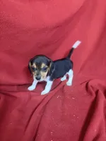 Pixie, a female Beagle for sale in Benton, IL – 1 of 10