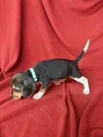 Telly, a male Beagle for sale in Benton, IL – 2 of 10