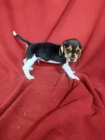 Yogi, a male Beagle for sale in Benton, IL – 3 of 9