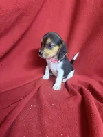 Pixie, a female Beagle for sale in Benton, IL – 5 of 10