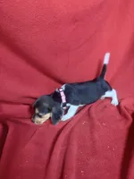 Pixie, a female Beagle for sale in Benton, IL – 3 of 10