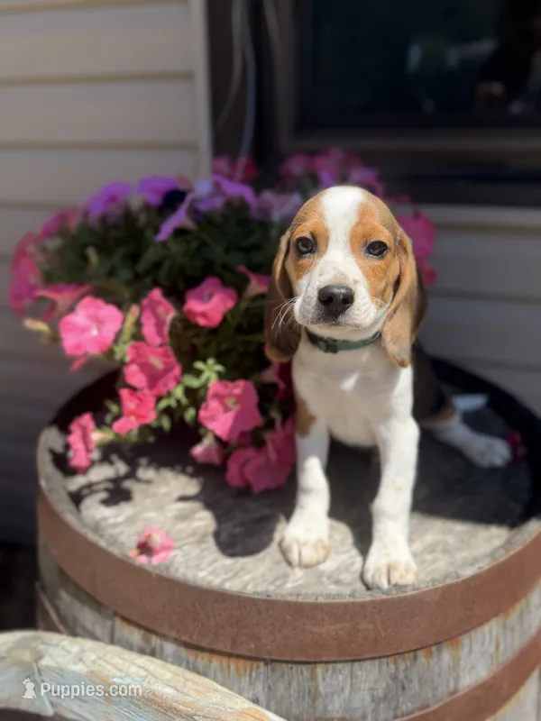 Gorki – Beagle puppy for sale in Benton, IL