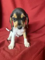 Yogi, a male Beagle for sale in Benton, IL – 5 of 9