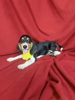 Quinn, a male Beagle for sale in Benton, IL – 4 of 10