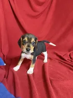 Telly, a male Beagle for sale in Benton, IL – 6 of 10