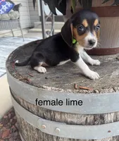 Nala, a female Beagle for sale in Benton, IL – 1 of 5