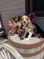 Gorki, a male Beagle for sale in Benton, IL – 7 of 10