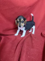 Pixie, a female Beagle for sale in Benton, IL – 9 of 10