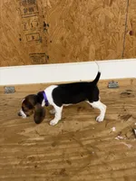 Lilac, a female Beagle for sale in Benton, IL – 9 of 10