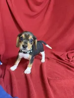 Telly, a male Beagle for sale in Benton, IL – 4 of 10
